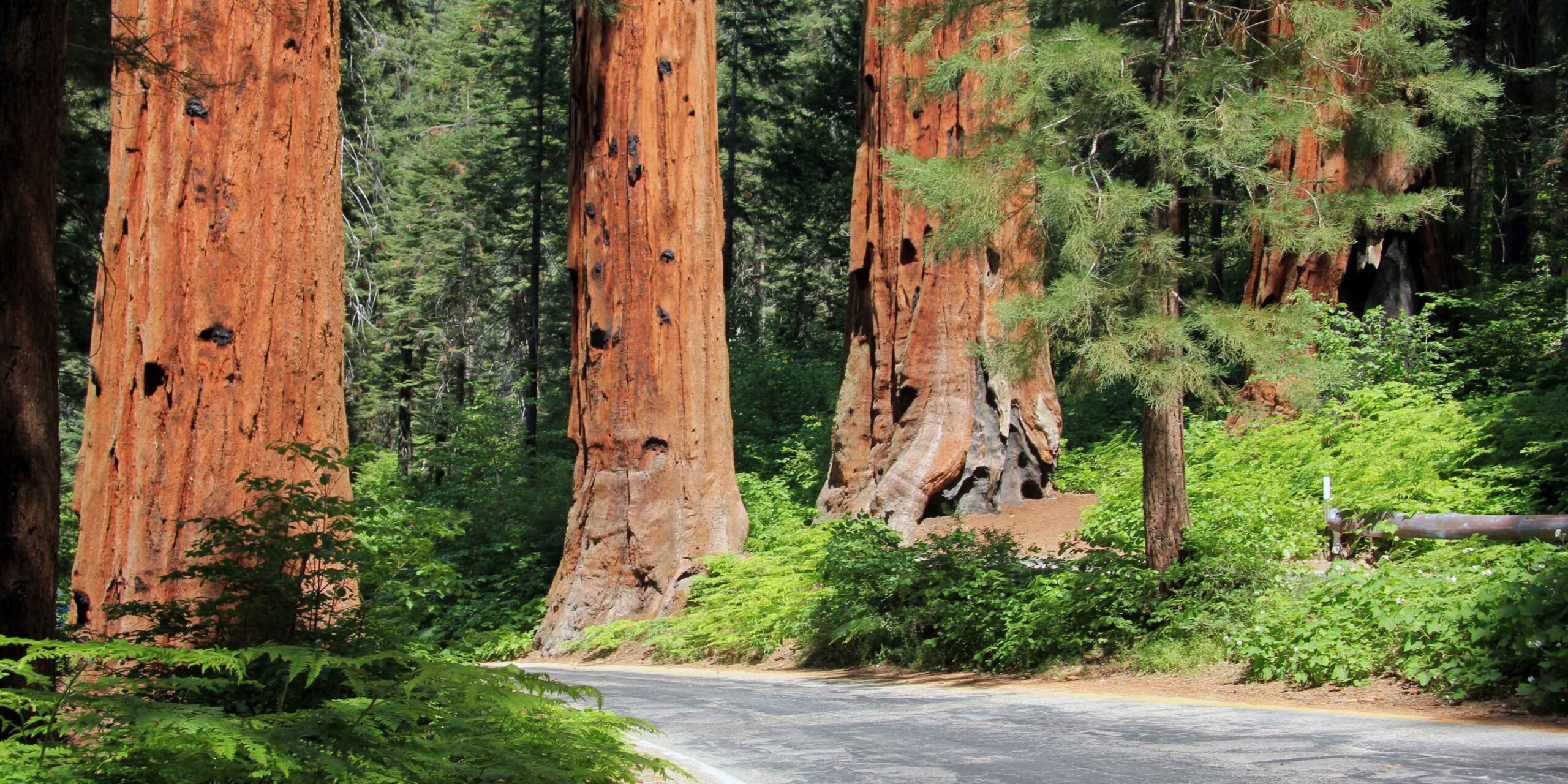 National park worker